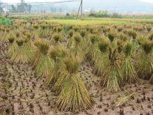 74亩,主要种植水稻等作物; 拥有林地260亩其中经济林果100亩,人均经济